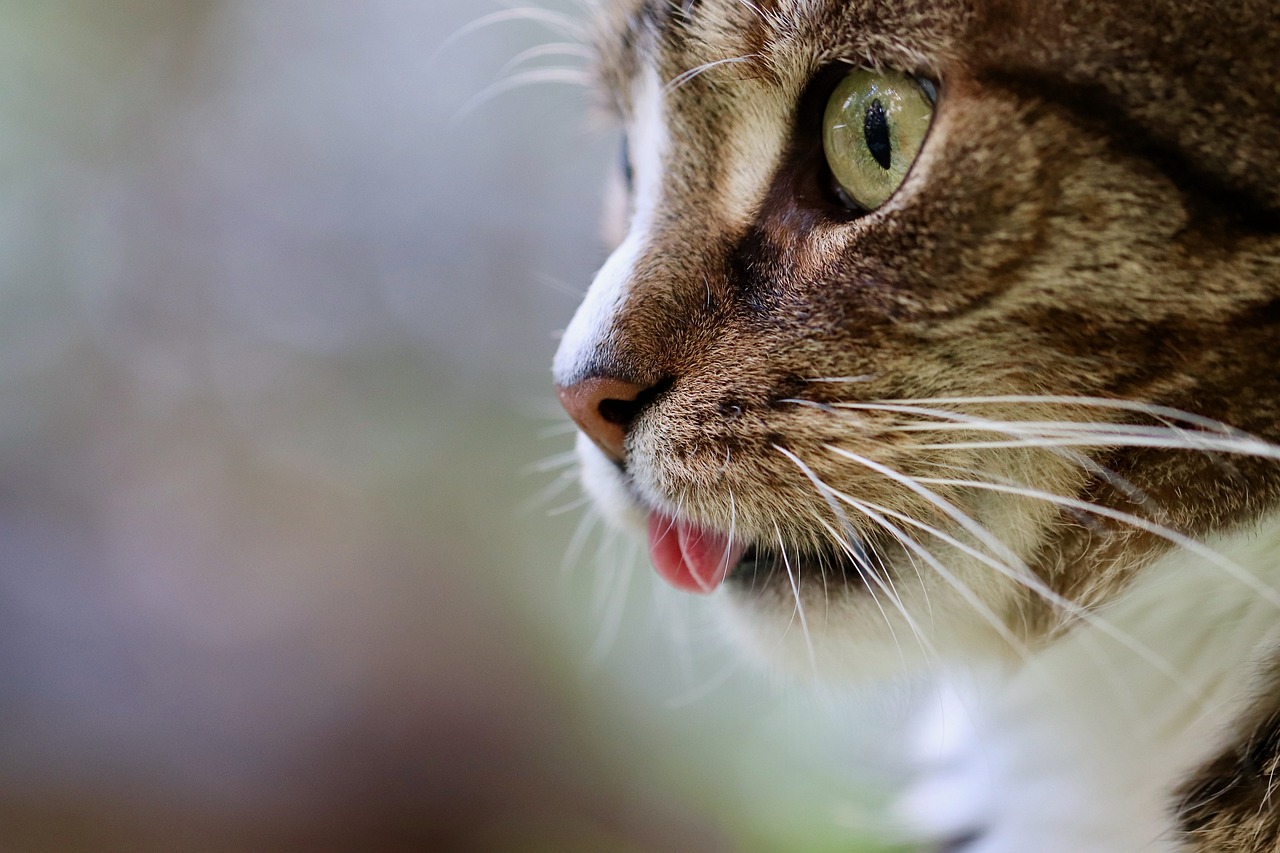 How to Train Your Cat to Accept Regular Grooming